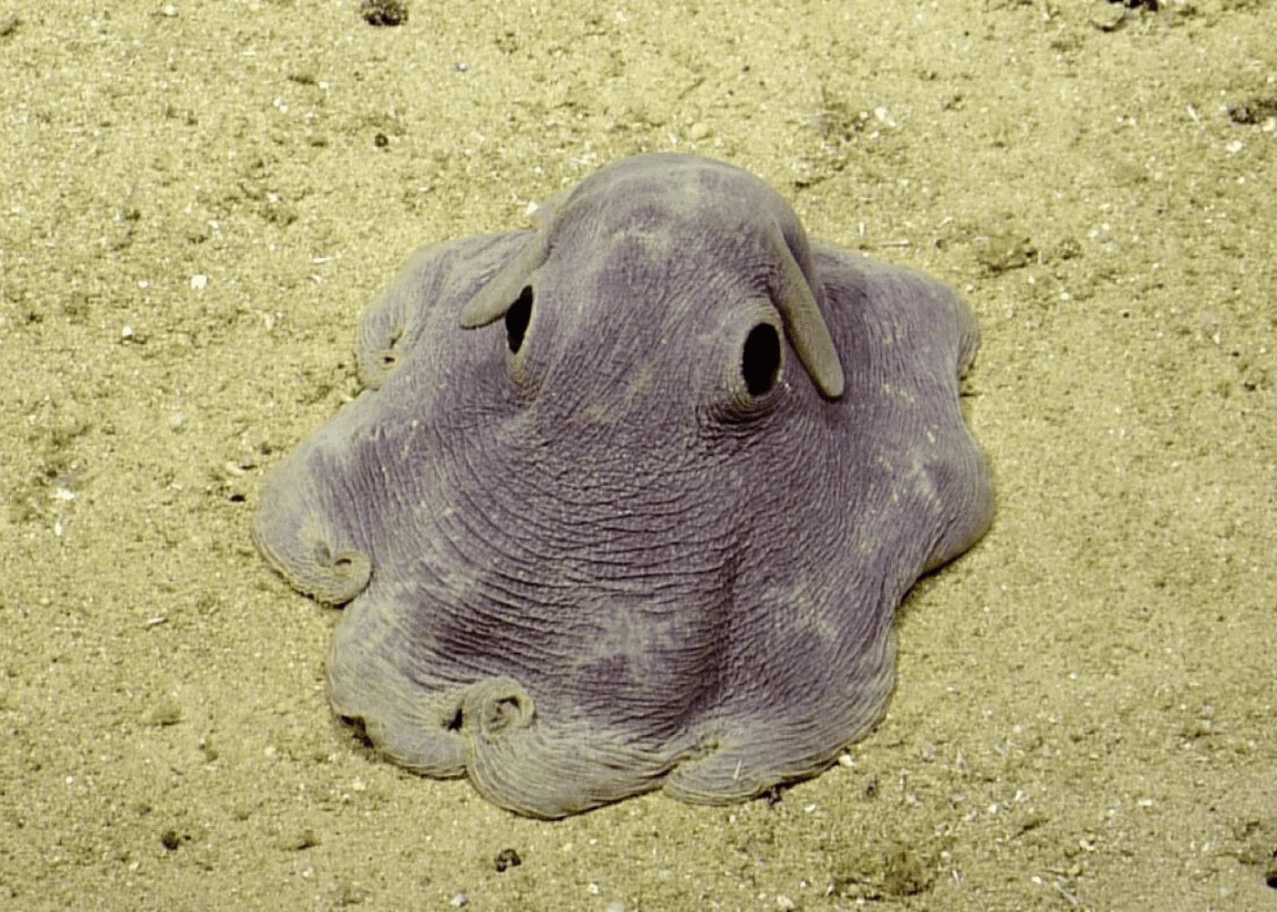 dumbo octopus