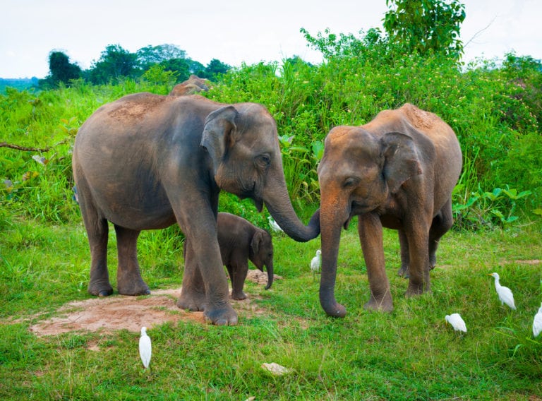 Family holiday in Sri Lanka with kids: Beaches, safari and surf – the vacay that has it all!