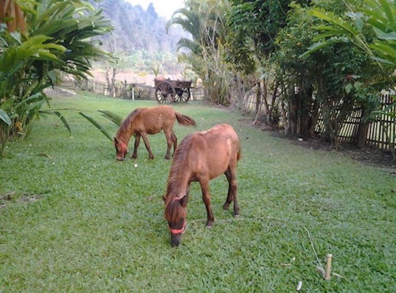 Thung-Dong Farm stay Honeykids Asia