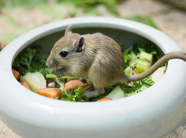 small pets for kids