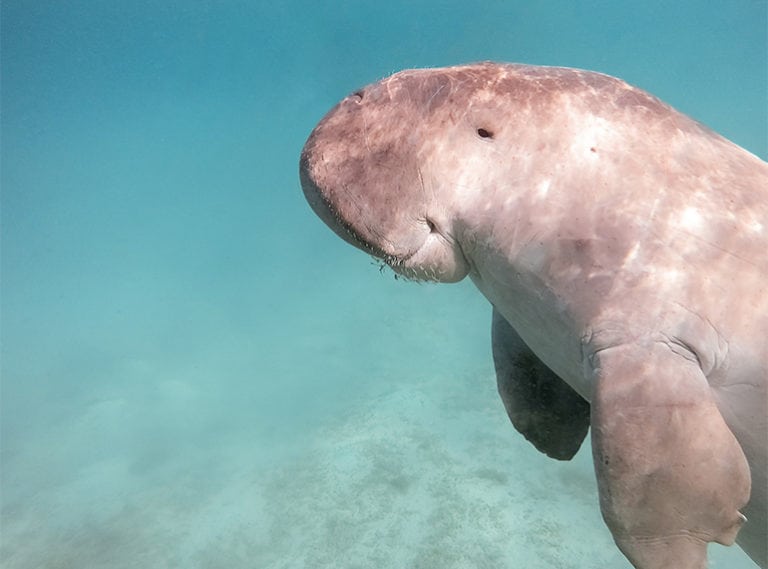 Weird and wonderful wildlife in Singapore: where to see dugongs, otters and crocodiles