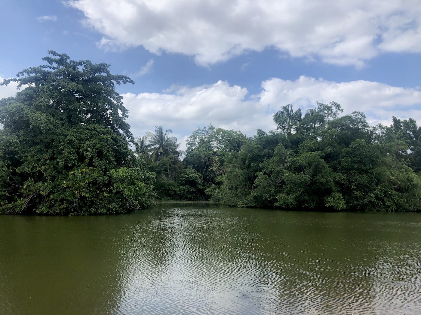 singapore botanic gardens eco lake