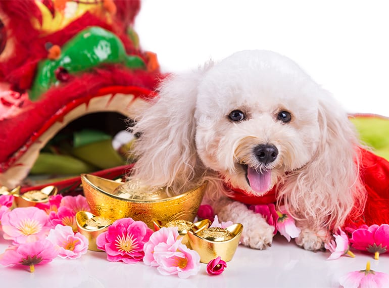 Year of the Dog: 10 fun facts you never knew about your pooch