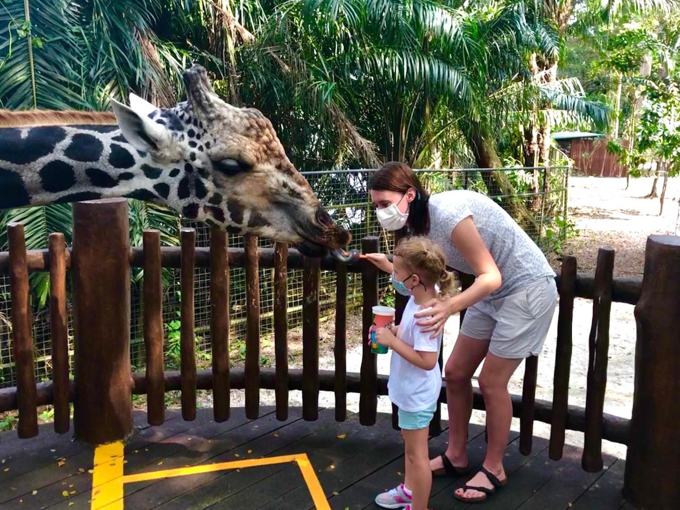 visiting Singapore zoo with kids giraffe feeding