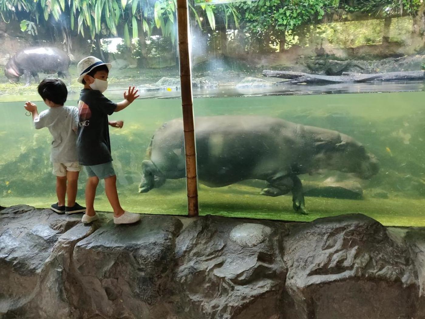 visiting Singapore zoo with kids hippos