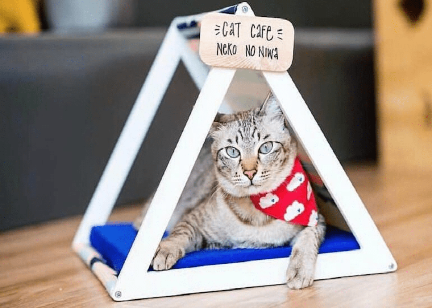 cat sitting