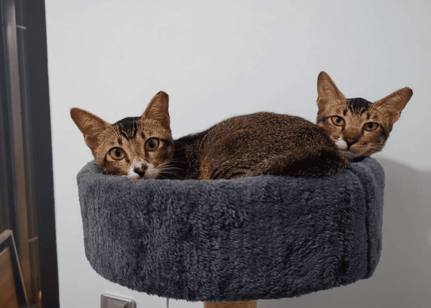 cat-welfare-society
