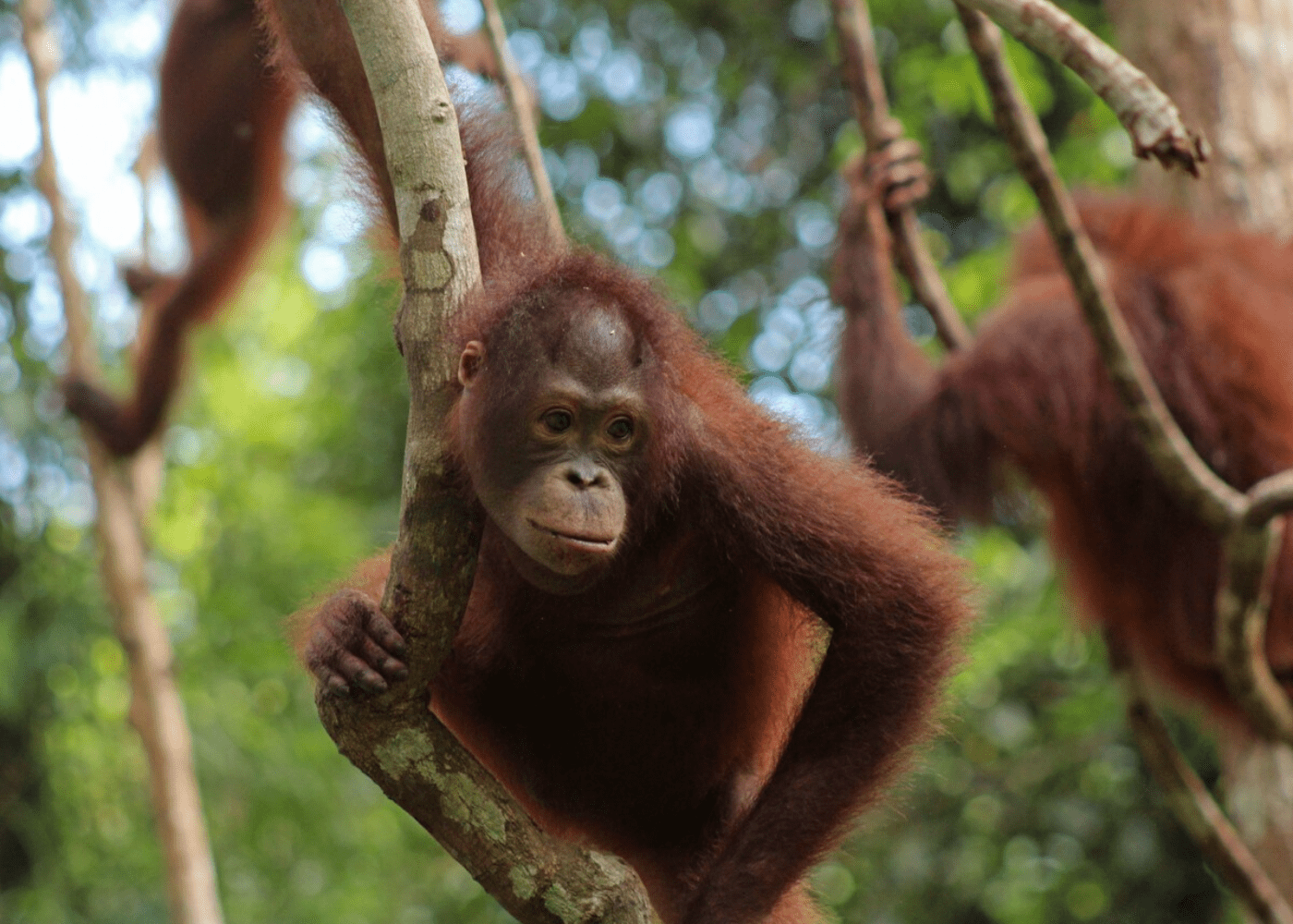 orangutan-foundation-international-1