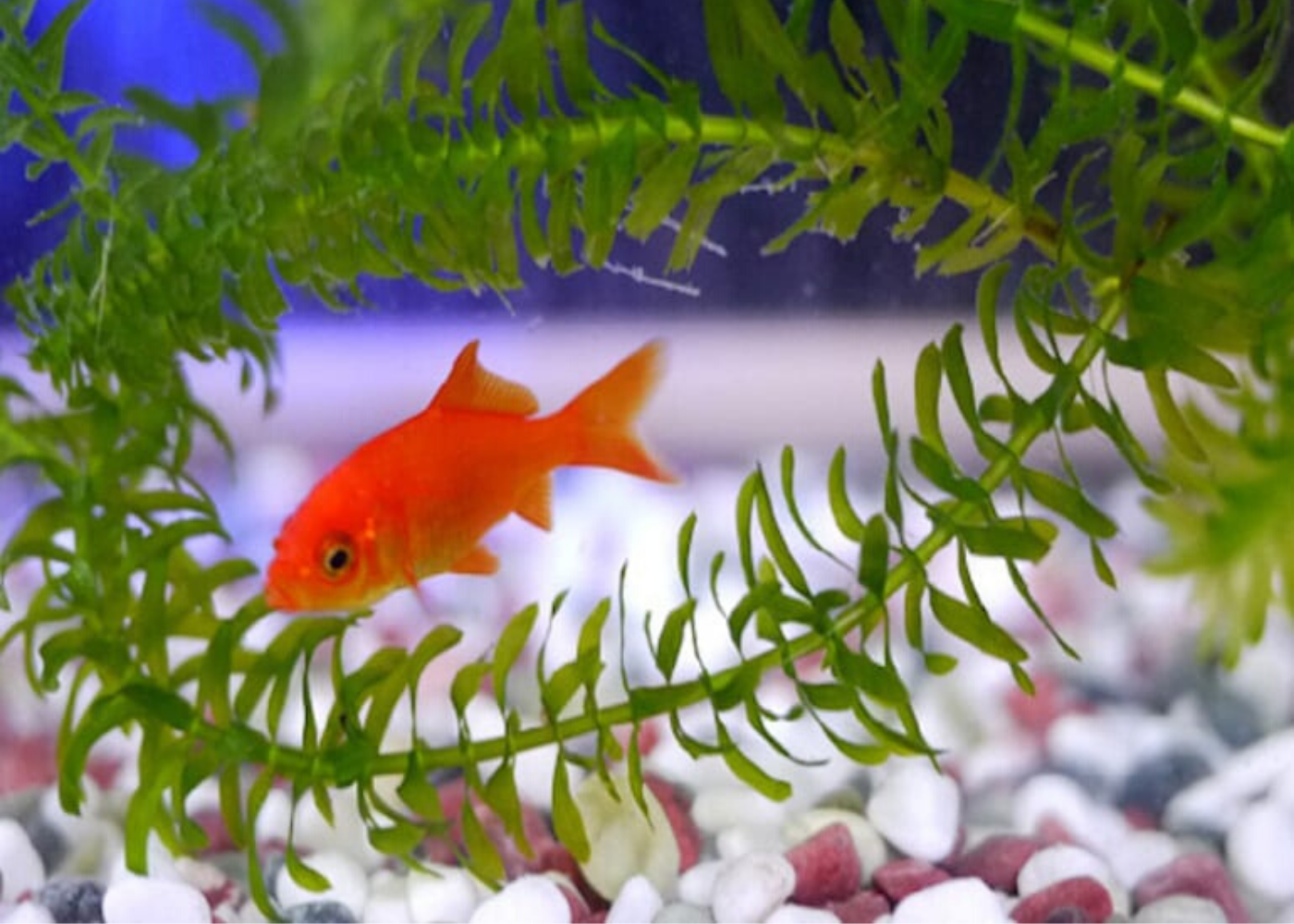 Small pets for kids in Singapore: Fishes