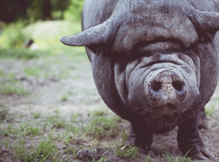 fun facts about pigs