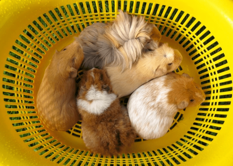 Small pets for kids in Singapore: which animals are best for children?
