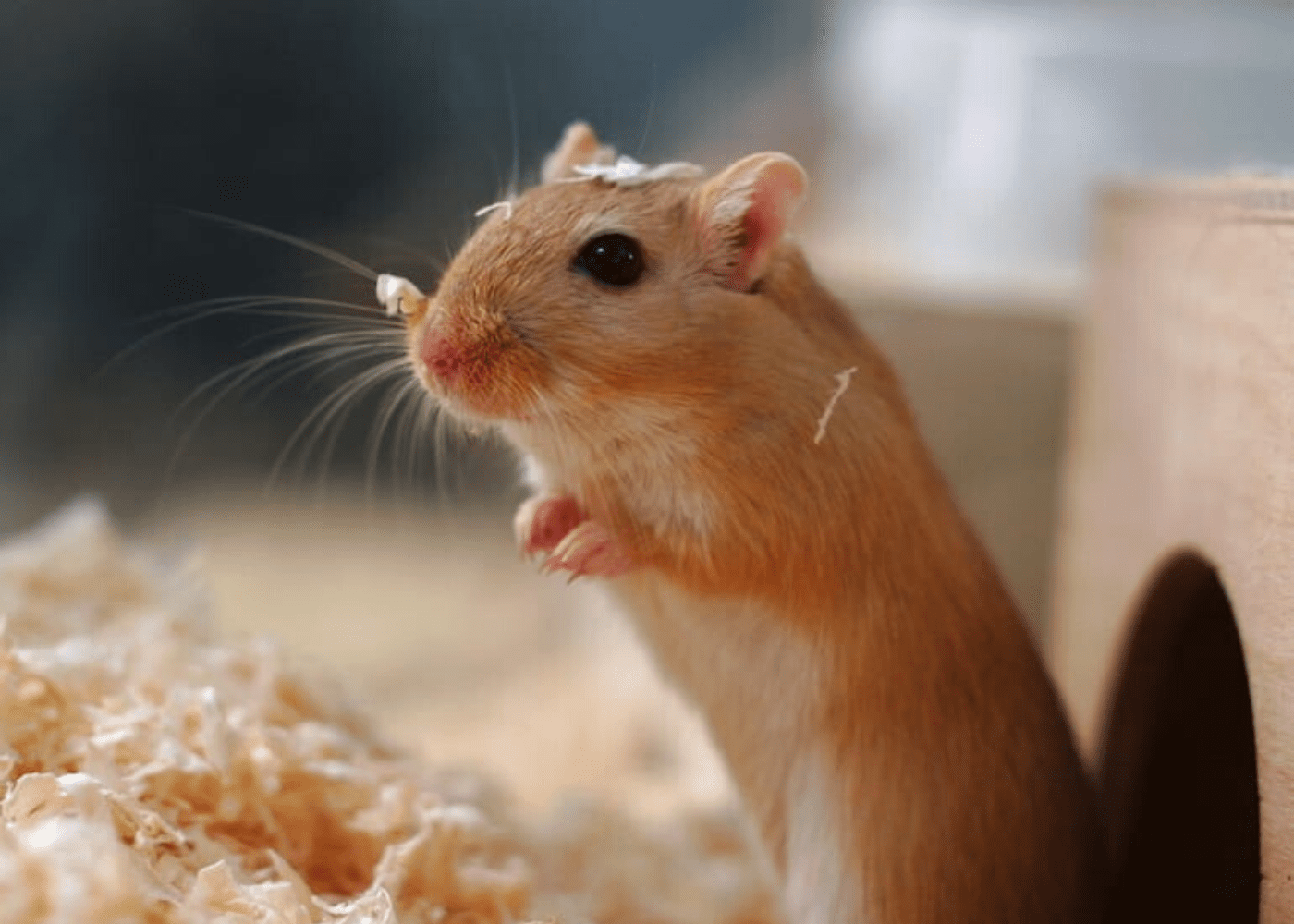 Small pets for kids in Singapore: Mice