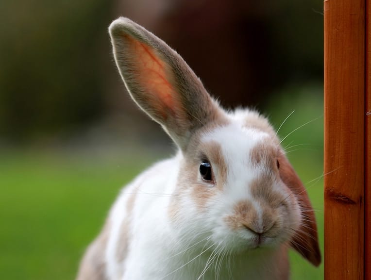All things Easter in Singapore for kids in one guide