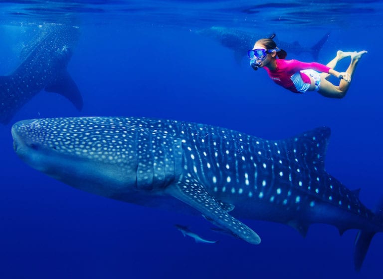 Family holiday to the Philippines: swimming with whale sharks in Oslob and hitting the beach in Mactan