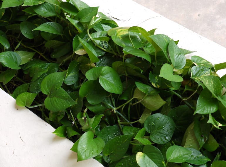 best plants to grow indoors in Singapore