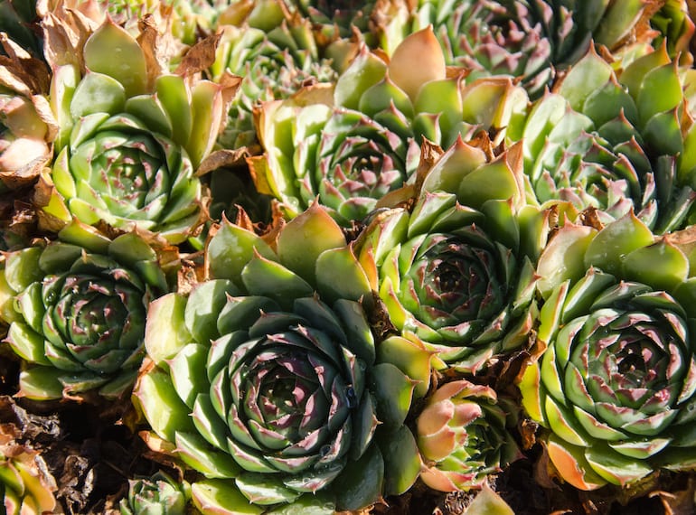 best plants to grow indoors in Singapore