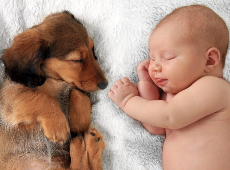 Pets and new babies: introducing your dog to the newest family member