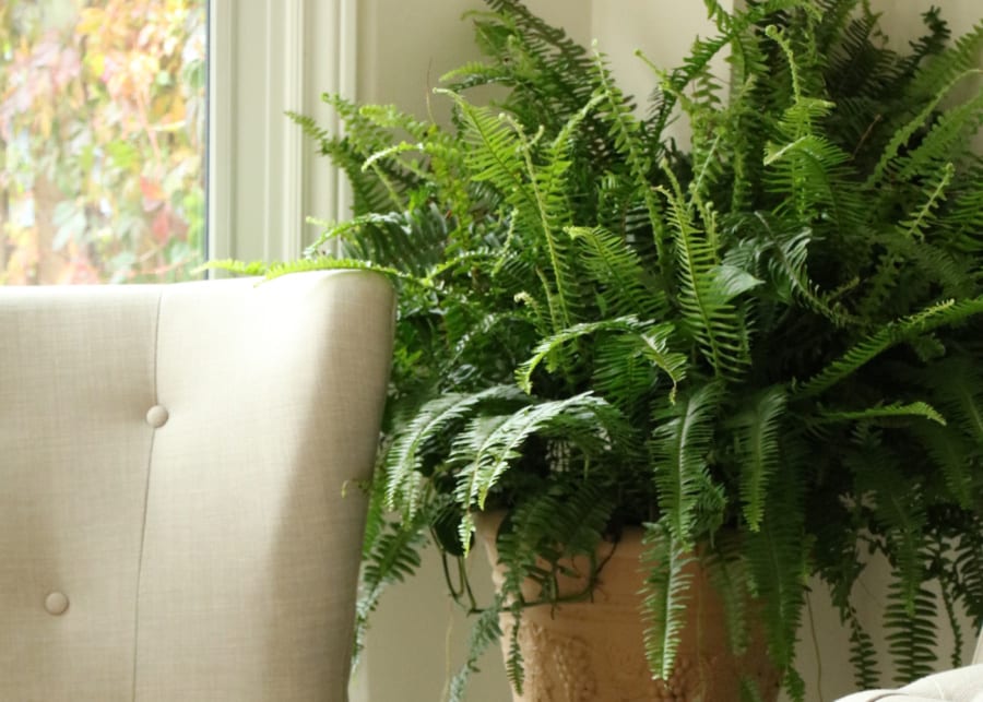 fern house plant