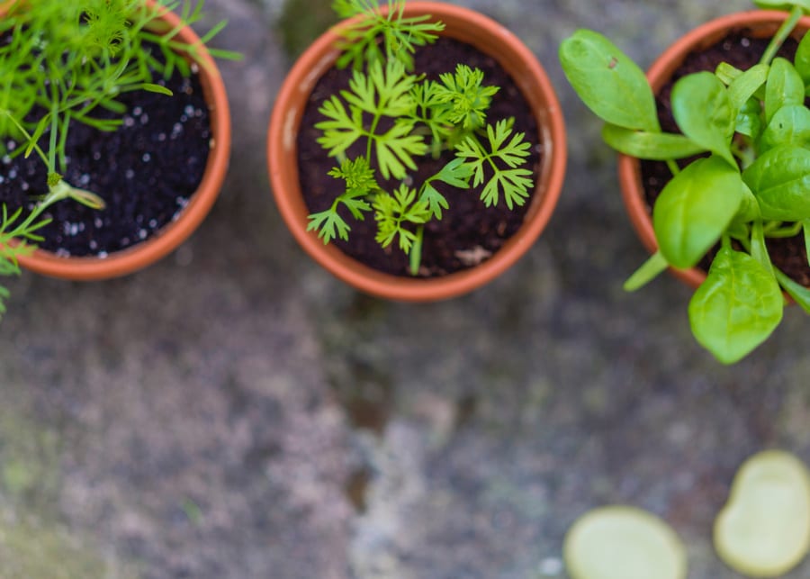 indoor plants growing herbs