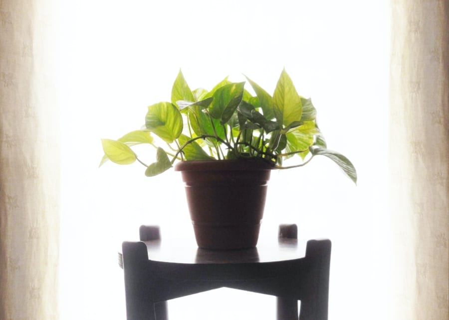 houseplants money plant backlit