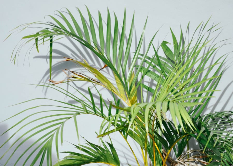 indoor plants palms