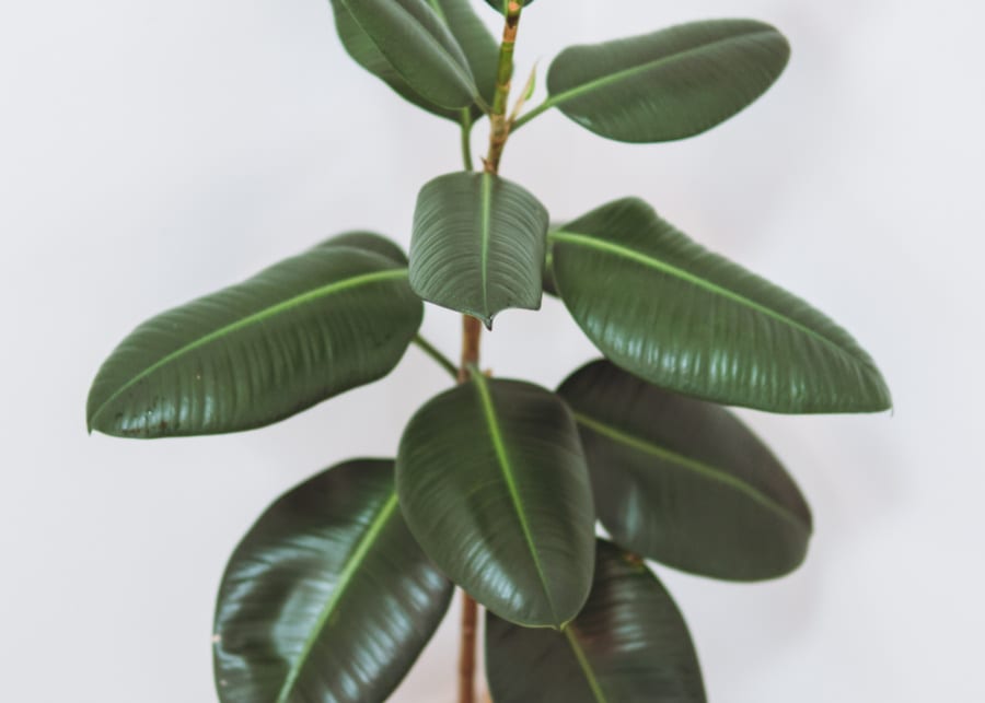 rubber plant singapore
