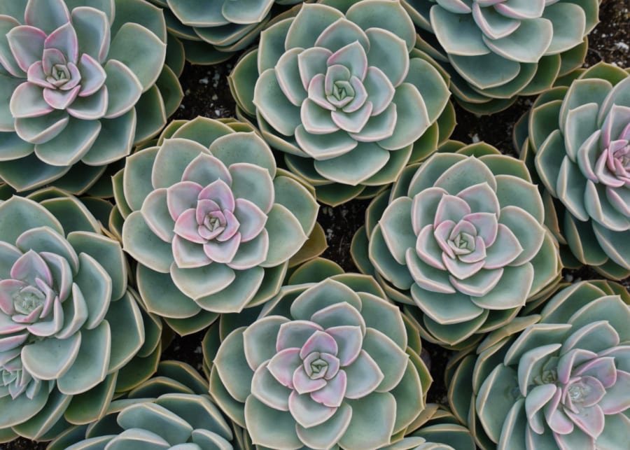 succulents