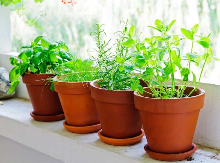 best plants to grow indoors in Singapore