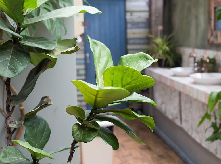 best plants to grow indoors in Singapore