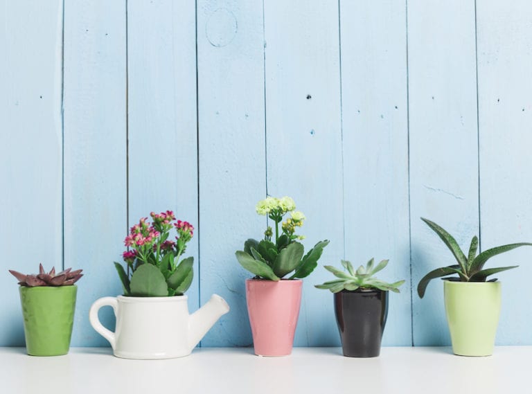 Mum-friendly gardening: best indoor plants to grow in Singapore