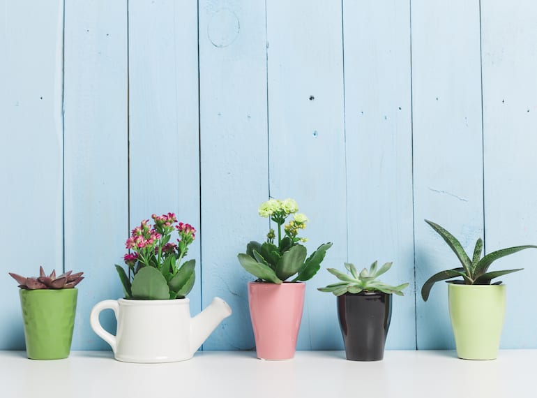 best plants to grow indoors in Singapore HERO