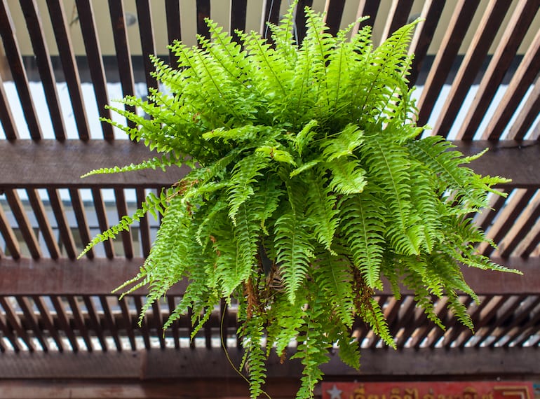 best plants to grow indoors in Singapore