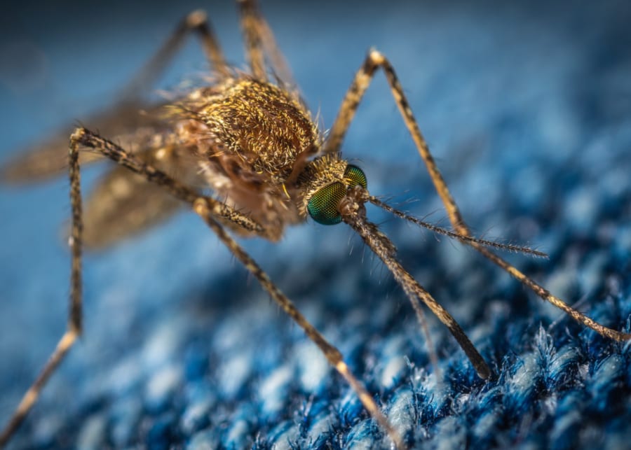dengue singapore mosquito