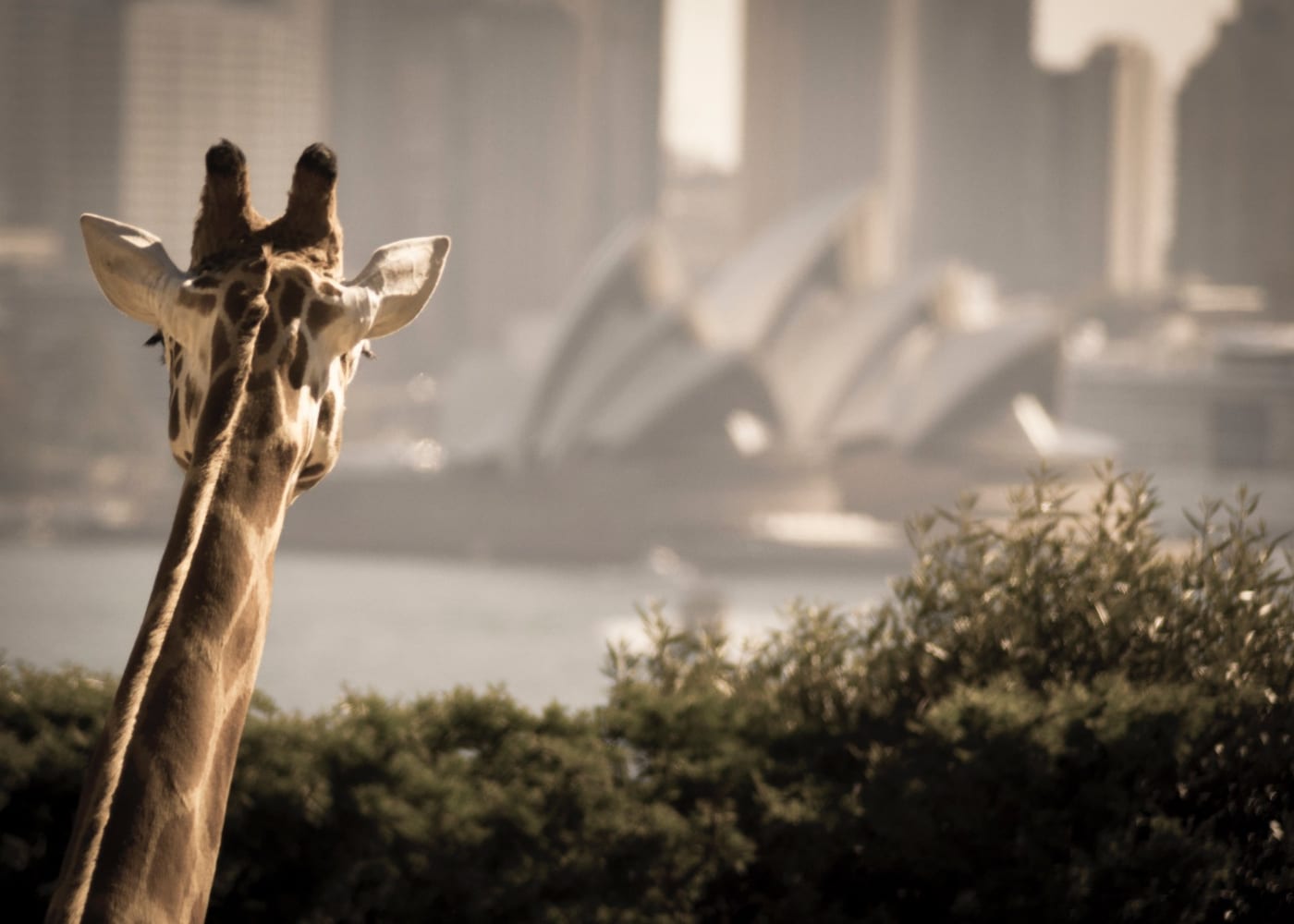 taronga zoo | 10 most family-friendly things to do in Sydney with kids