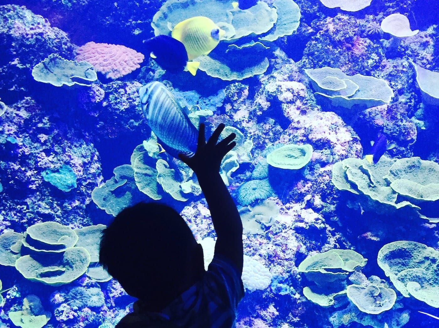 sentosa with kids sea aquarium