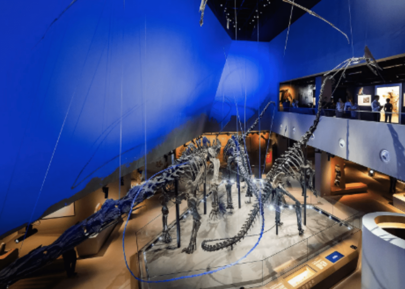lee-kong-chian-natural-history-museum