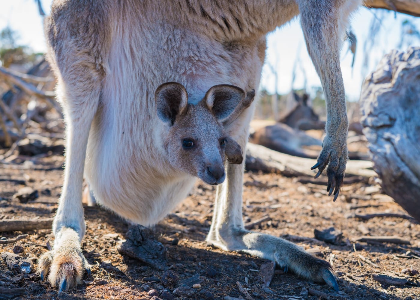 perth with kids kangaroo