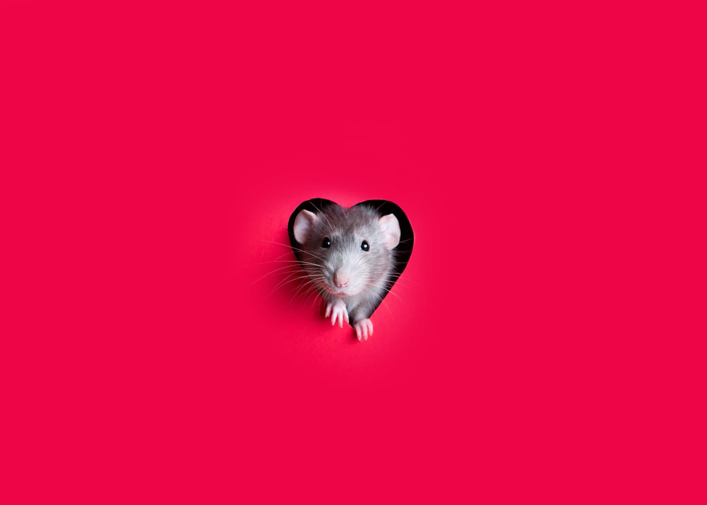 10 fun facts about all things rats to celebrate Chinese New Year