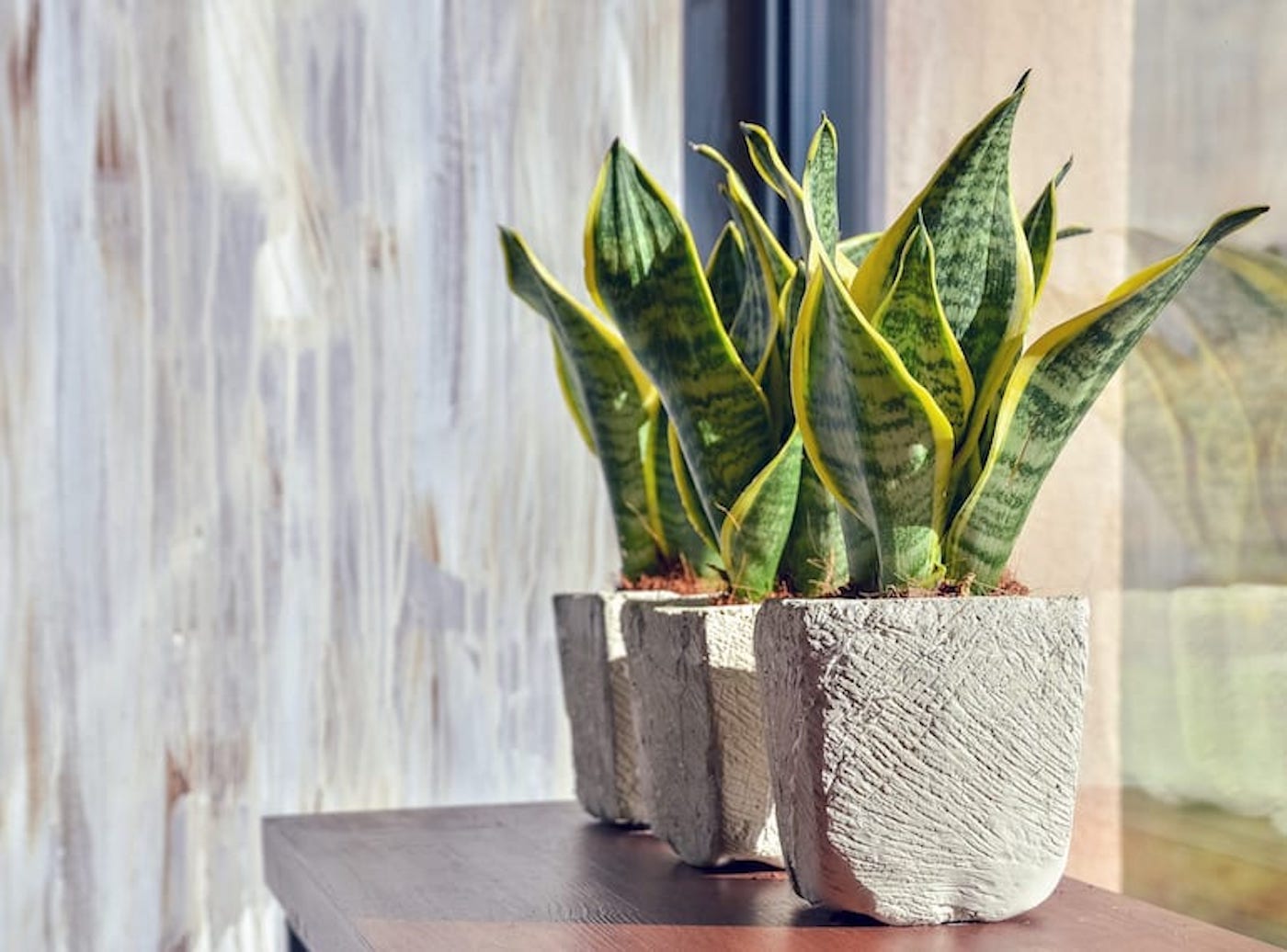 how to be a good plant parent snake plant